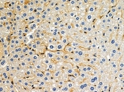 Invitrogen OR9G1 Polyclonal Antibody 100 &mu;L; Unconjugated:Antibodies,