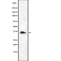 Invitrogen OR9G1 Polyclonal Antibody 100 &mu;L; Unconjugated:Antibodies,