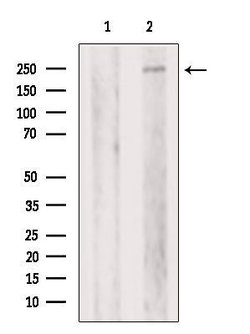 Invitrogen PIKFYVE Polyclonal Antibody 100 &mu;L; Unconjugated:Antibodies,