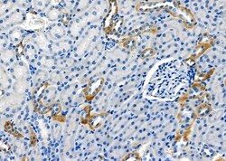 Invitrogen RAB35 Polyclonal Antibody 100 &mu;L; Unconjugated:Antibodies,