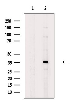 Invitrogen RASSF4 Polyclonal Antibody 100 &mu;L; Unconjugated:Antibodies,