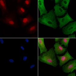 RGPD Pan Polyclonal Antibody:Antibodies, Polyclonal