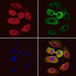 Invitrogen RMP Polyclonal Antibody 100 &mu;L; Unconjugated:Antibodies,