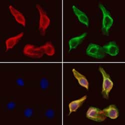 Invitrogen Slc30A8 Polyclonal Antibody 100 &mu;L; Unconjugated:Antibodies,