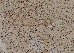 Invitrogen SOX8/SOX9/SOX17/SOX18 Polyclonal Antibody 100 &mu;L; Unconjugated:Antibodies,