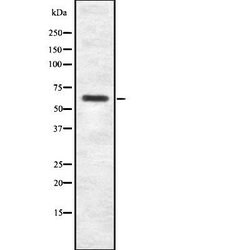 Invitrogen SP2 Polyclonal Antibody 100 &mu;L | Buy Online | Invitrogen&trade; | Fisher Scientific