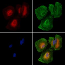 Invitrogen TAAR5 Polyclonal Antibody 100 &mu;L; Unconjugated:Antibodies,