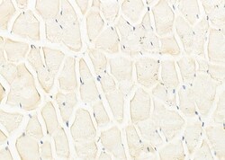 Invitrogen TAAR5 Polyclonal Antibody 100 &mu;L; Unconjugated:Antibodies,