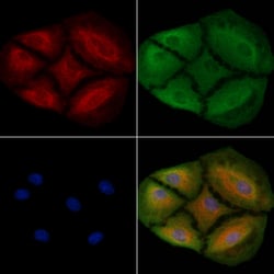 TAS2R43 Polyclonal Antibody:Antibodies, Polyclonal