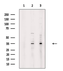 TAS2R43 Polyclonal Antibody:Antibodies, Polyclonal