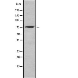 Invitrogen Phospho-ICK (Tyr159) Polyclonal Antibody 100 &mu;L; Unconjugated:Antibodies,