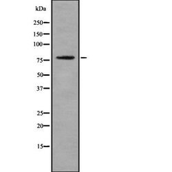 Invitrogen Phospho-JIP1 (Thr103) Polyclonal Antibody 100 &mu;L; Unconjugated:Antibodies,