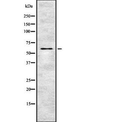 Invitrogen Phospho-OXSR1 (Thr185) Polyclonal Antibody 100 &mu;L; Unconjugated:Antibodies,