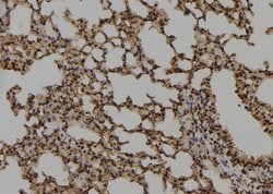 Invitrogen Phospho-RRN3 (Ser649) Polyclonal Antibody 100 &mu;L; Unconjugated:Antibodies,