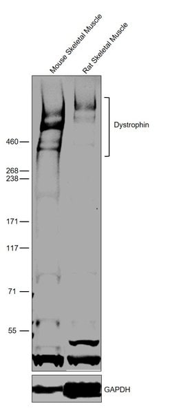 Invitrogen Dystrophin Polyclonal Antibody 100 &mu;L; Unconjugated:Antibodies,