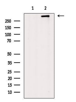 Invitrogen Dystrophin Polyclonal Antibody 100 &mu;L; Unconjugated:Antibodies,