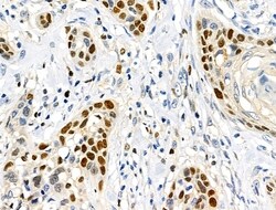Invitrogen SUMO2/SUMO3/SUMO4 Polyclonal Antibody 100 &mu;L; Unconjugated:Antibodies,
