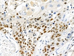 Invitrogen SUMO2/SUMO3/SUMO4 Polyclonal Antibody 100 &mu;L; Unconjugated:Antibodies,