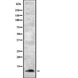 Invitrogen SUMO2/SUMO3/SUMO4 Polyclonal Antibody 100 &mu;L; Unconjugated:Antibodies,