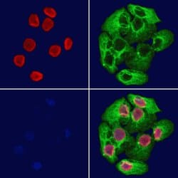 Invitrogen SOX12 Polyclonal Antibody 100 &mu;L; Unconjugated:Antibodies,