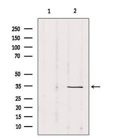 Invitrogen SOX12 Polyclonal Antibody 100 &mu;L; Unconjugated:Antibodies,