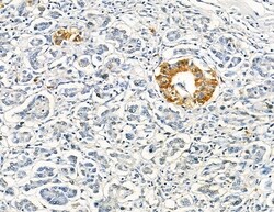 Invitrogen DYRK3 Polyclonal Antibody 100 &mu;L; Unconjugated:Antibodies,