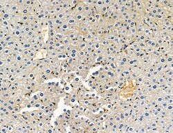 Invitrogen DYRK3 Polyclonal Antibody 100 &mu;L; Unconjugated:Antibodies,