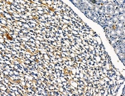 Invitrogen DYRK3 Polyclonal Antibody 100 &mu;L; Unconjugated:Antibodies,