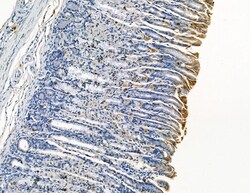 Invitrogen DYRK3 Polyclonal Antibody 100 &mu;L; Unconjugated:Antibodies,