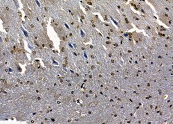 Invitrogen SAP30 Polyclonal Antibody 100 &mu;L; Unconjugated:Antibodies,