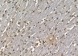 Invitrogen SAP30 Polyclonal Antibody 100 &mu;L; Unconjugated:Antibodies,