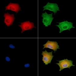 Invitrogen DUSP14 Polyclonal Antibody 100 &mu;L; Unconjugated:Antibodies,