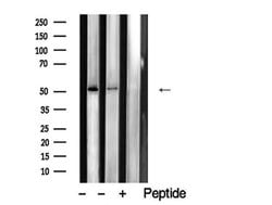 Invitrogen ZIC Pan Polyclonal Antibody 100 &mu;L; Unconjugated:Antibodies,