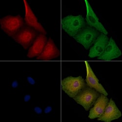 Invitrogen PPP2R1A Polyclonal Antibody 100 &mu;L; Unconjugated:Antibodies,