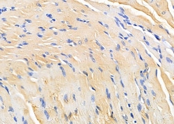 Invitrogen PPP2R1A Polyclonal Antibody 100 &mu;L; Unconjugated:Antibodies,