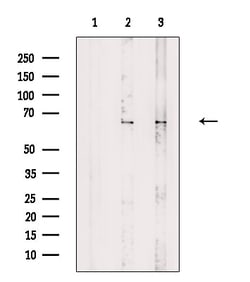Invitrogen PPP2R1A Polyclonal Antibody 100 &mu;L; Unconjugated:Antibodies,