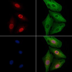 Invitrogen MSX1/MSX2 Polyclonal Antibody 100 &mu;L; Unconjugated:Antibodies,