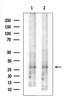 Invitrogen MSX1/MSX2 Polyclonal Antibody 100 &mu;L; Unconjugated:Antibodies,