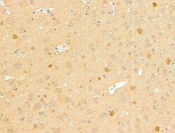 Invitrogen MARCKSL1 Polyclonal Antibody 100 &mu;L; Unconjugated:Antibodies,