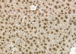 Invitrogen GTF2A2 Polyclonal Antibody 100 &mu;L; Unconjugated:Antibodies,
