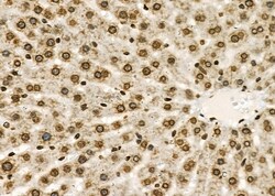 Invitrogen GTF2A2 Polyclonal Antibody 100 &mu;L; Unconjugated:Antibodies,