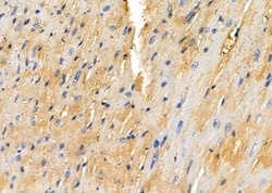 Invitrogen SNRPD3 Polyclonal Antibody 100 &mu;L; Unconjugated:Antibodies,