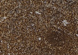 Invitrogen MLK1 Polyclonal Antibody 100 &mu;L; Unconjugated:Antibodies,
