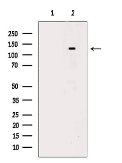 Invitrogen MLK1 Polyclonal Antibody 100 &mu;L; Unconjugated:Antibodies,