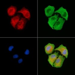 Invitrogen MRPS11 Polyclonal Antibody 100 &mu;L; Unconjugated:Antibodies,