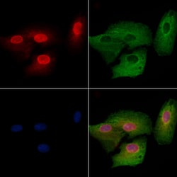 Invitrogen SERF2 Polyclonal Antibody 100 &mu;L; Unconjugated:Antibodies,