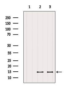 Invitrogen SERF2 Polyclonal Antibody 100 &mu;L; Unconjugated:Antibodies,
