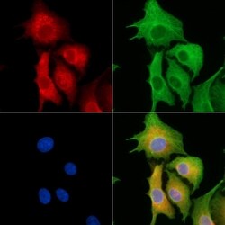 Invitrogen AKAP6 Polyclonal Antibody 100 &mu;L; Unconjugated:Antibodies,