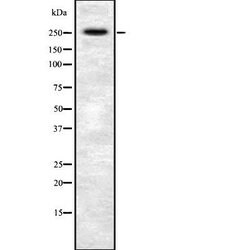 Invitrogen AKAP6 Polyclonal Antibody 100 &mu;L; Unconjugated:Antibodies,