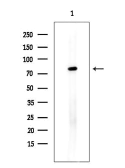 Invitrogen ZBTB17 Polyclonal Antibody 100 μL; Unconjugated:Antibodies,